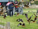 FZ015284 Red kites feeding (Milvus milvus).jpg